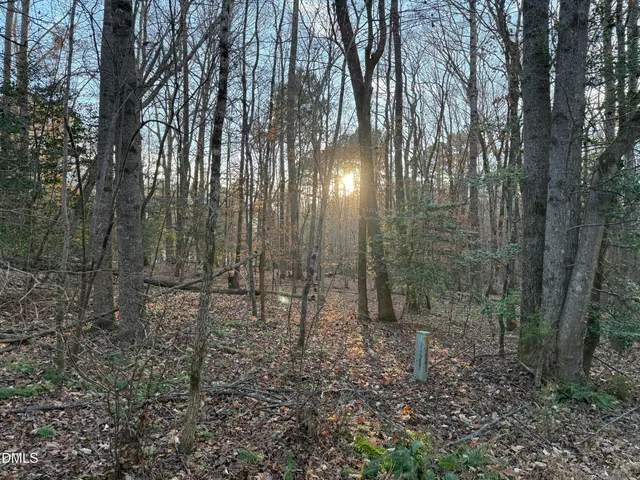 a view of a forest with trees in the background