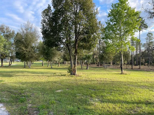 a view of a trees in a park