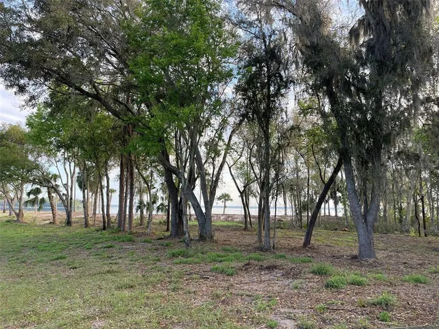 a view of a tree with an ocean view