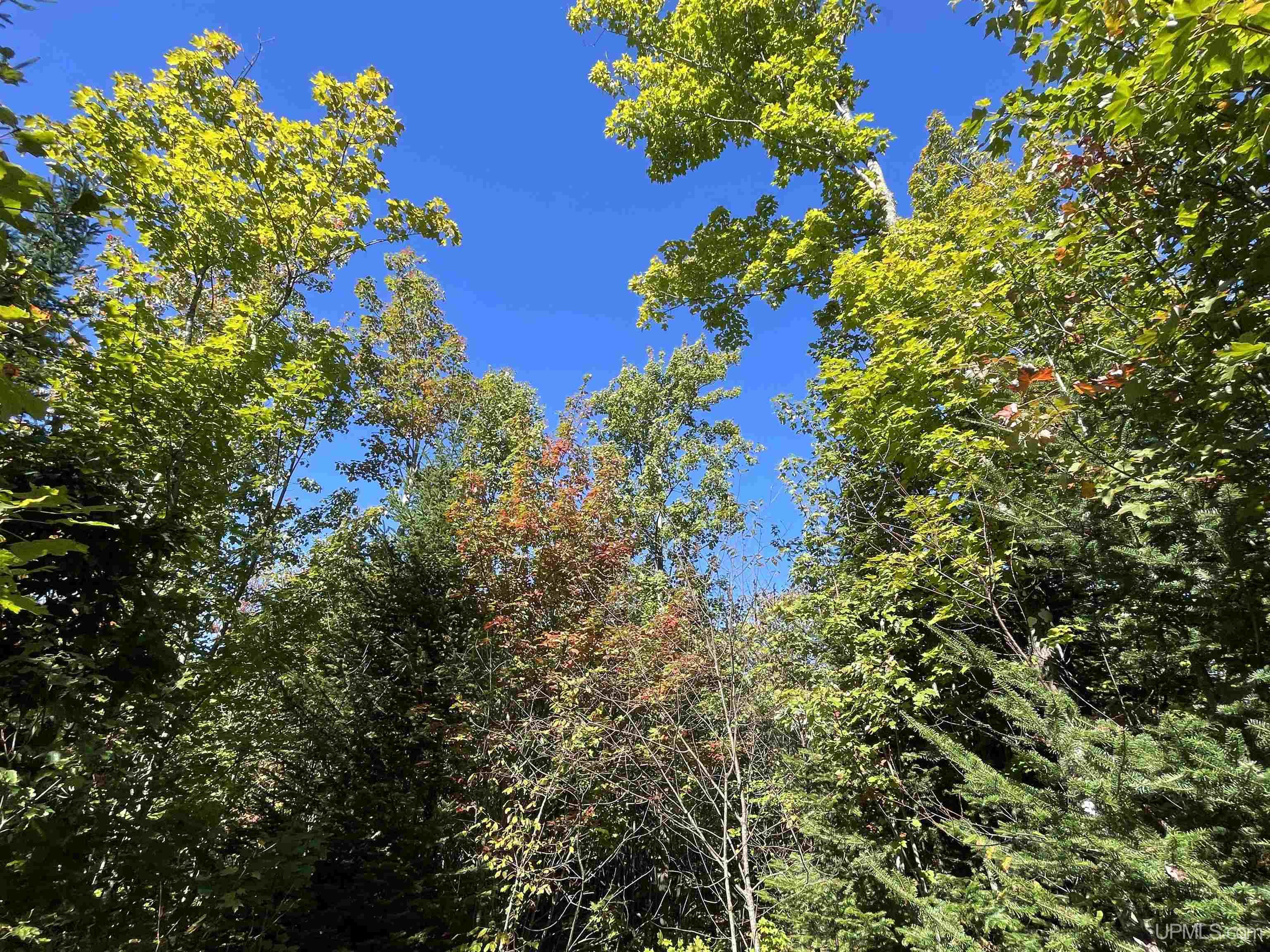 160 Acres Off H-58 Road Seney, MI 49883 - Photo 7 of 26