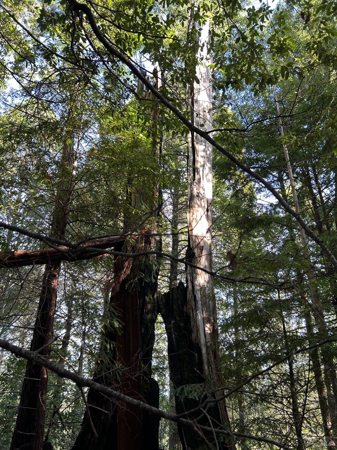 34620 Eureka Hill Road Point Arena, CA 95468 - Photo 37 of 38