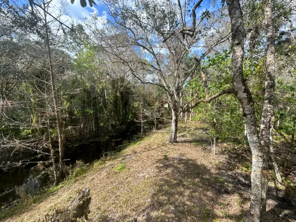 a view of a yard with trees