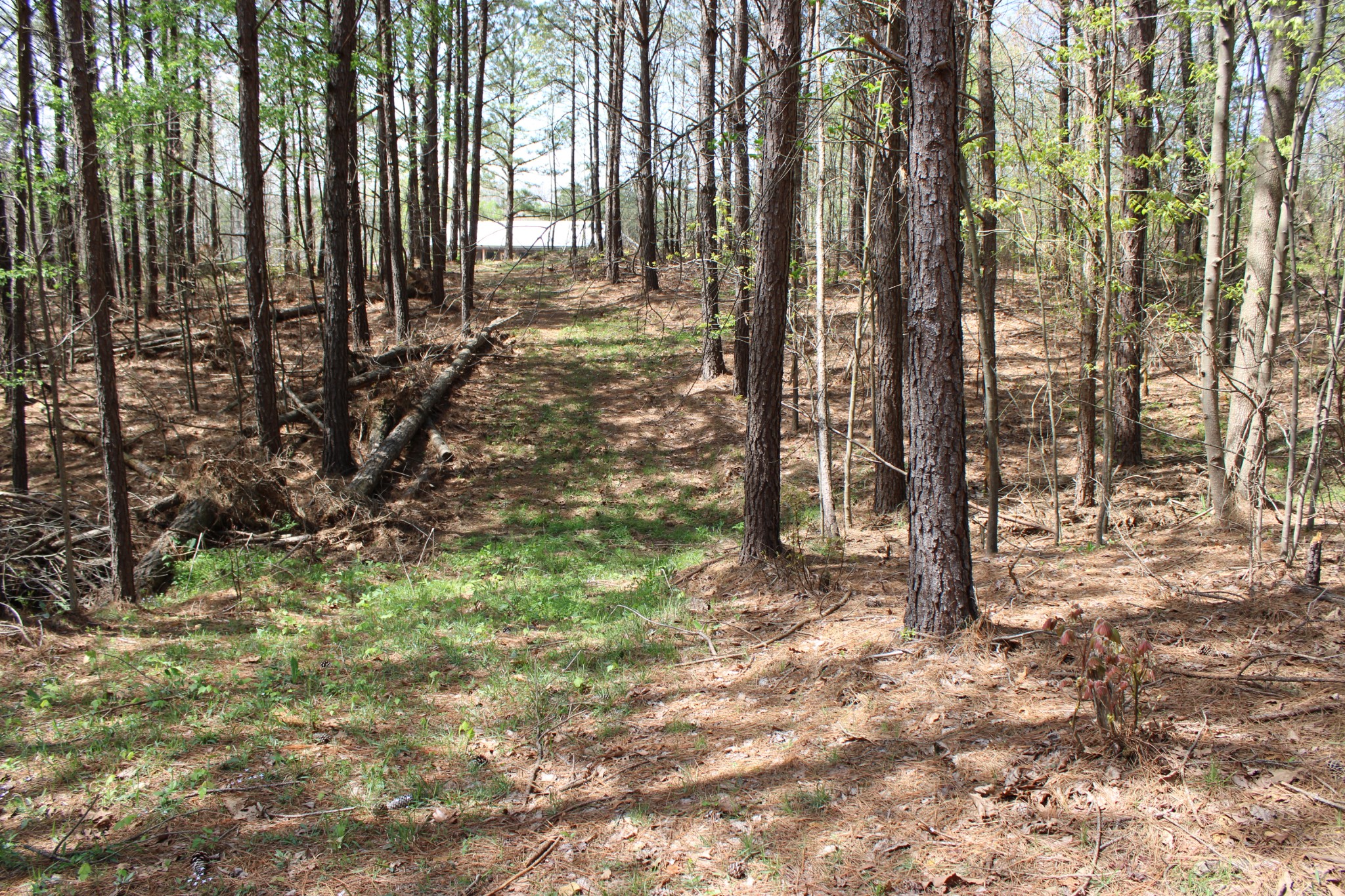 144 Bjs Way Summertown, TN 38483 - Photo 42 of 54