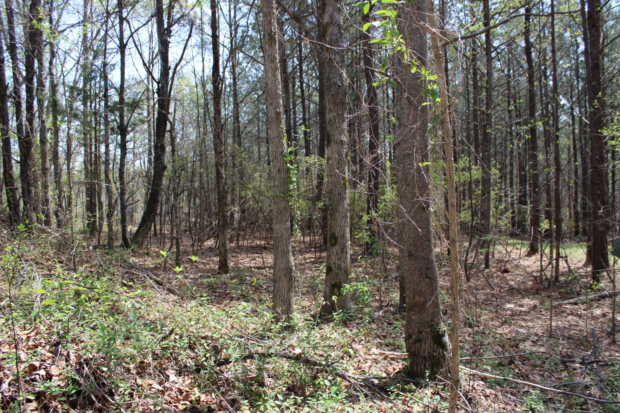 144 Bjs Way Summertown, TN 38483 - Photo 43 of 54