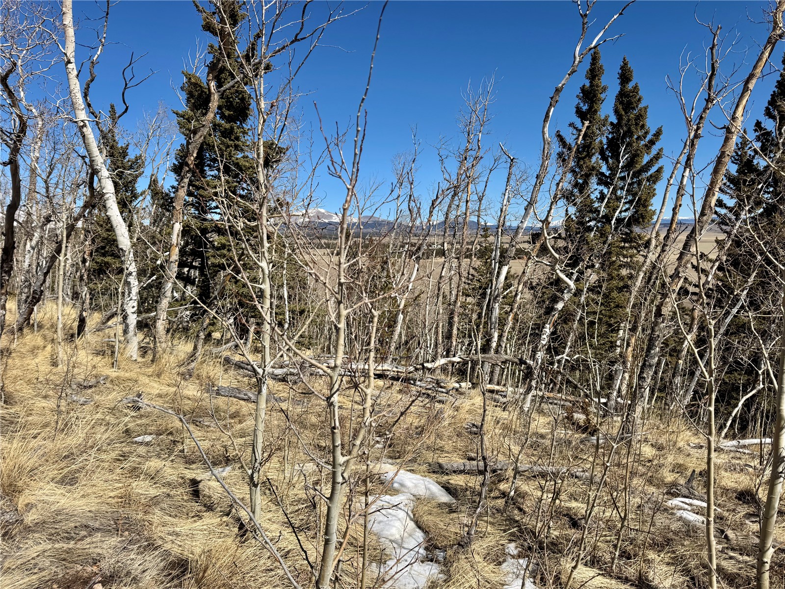 1872 High Creek Road Fairplay, CO 80440 - Photo 11 of 37 a view of a garden