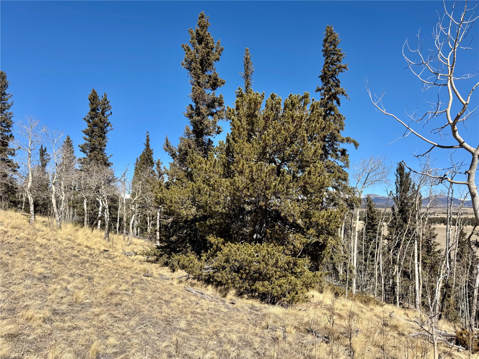 1872 High Creek Road Fairplay, CO 80440 - Photo 12 of 37 a view of a yard with a tree