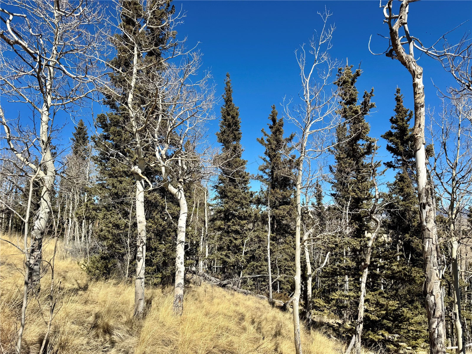1872 High Creek Road Fairplay, CO 80440 - Photo 14 of 37 a view of outdoor space