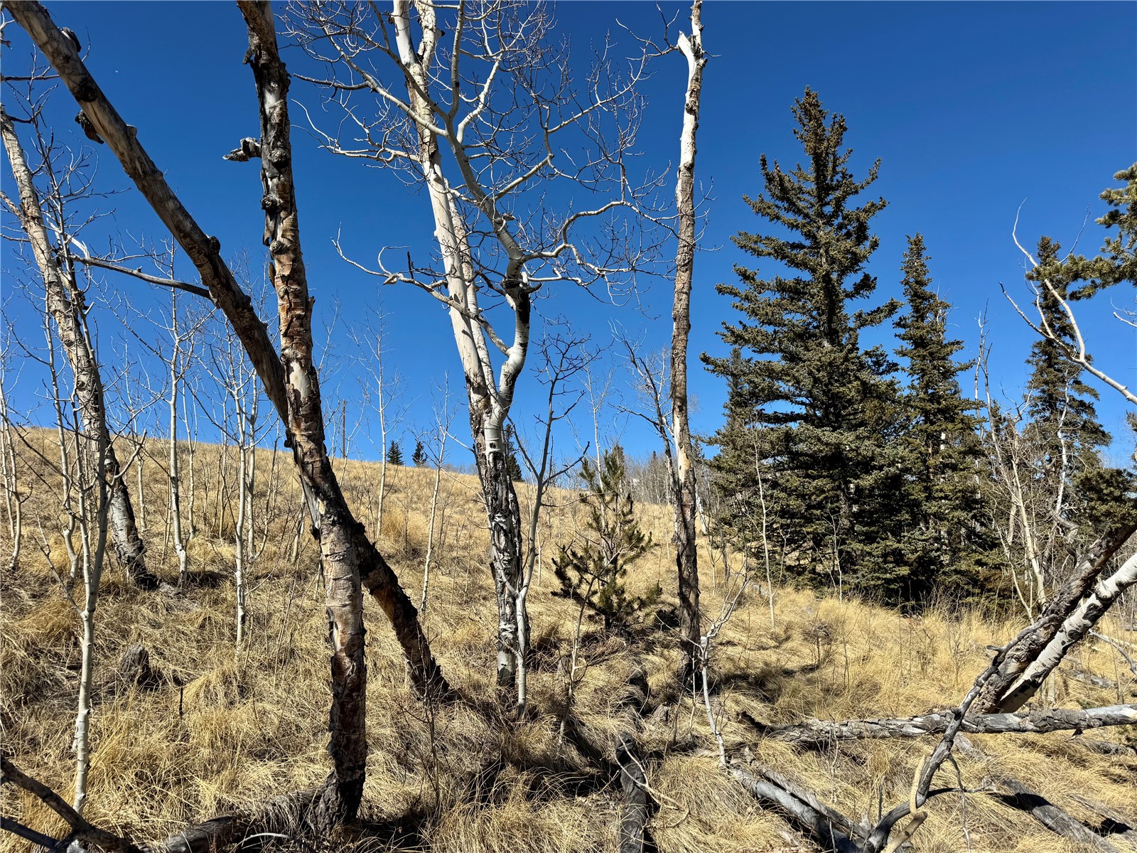 1872 High Creek Road Fairplay, CO 80440 - Photo 28 of 37 a view of small yard