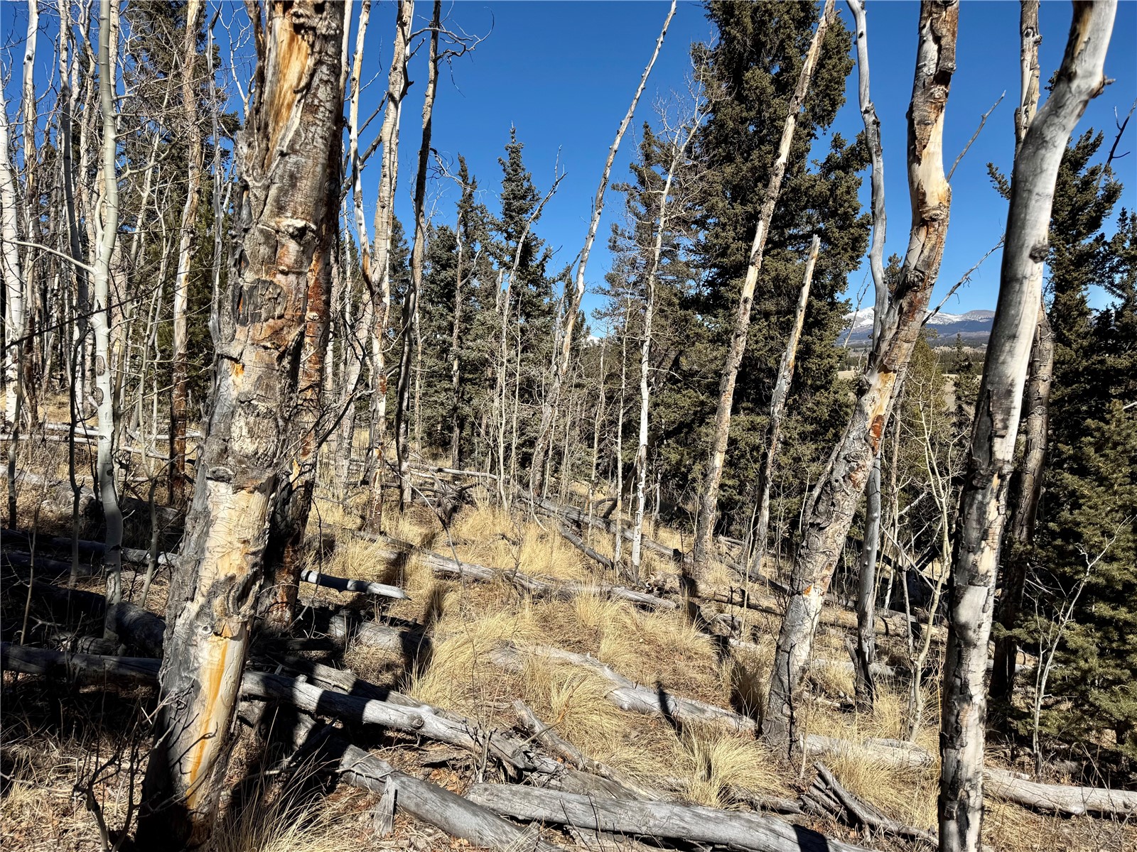 1872 High Creek Road Fairplay, CO 80440 - Photo 31 of 37