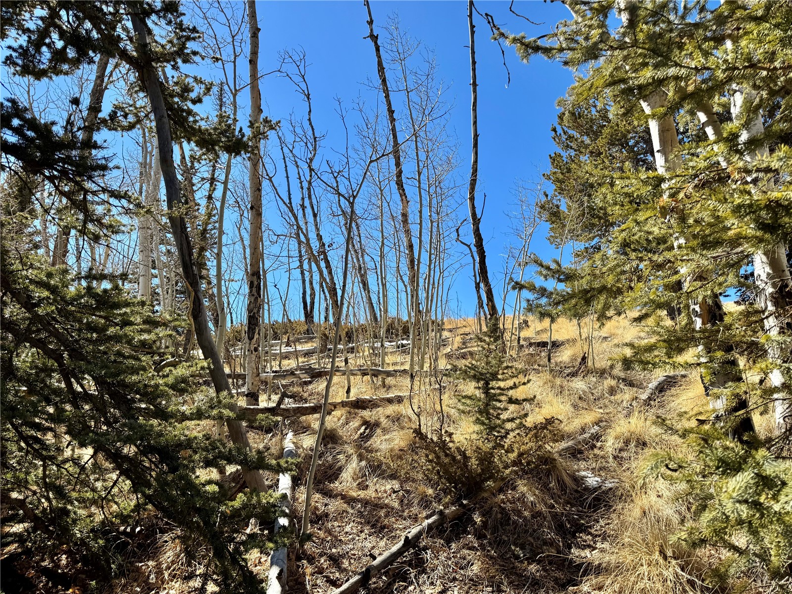 1872 High Creek Road Fairplay, CO 80440 - Photo 32 of 37 a view of a yard with plants and trees