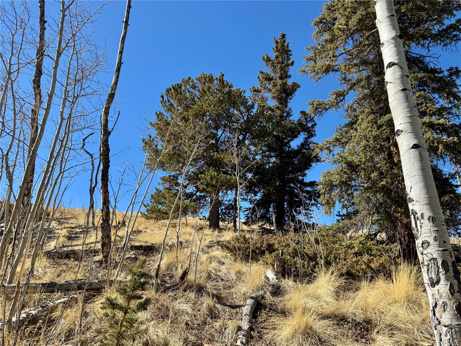 1872 High Creek Road Fairplay, CO 80440 - Photo 33 of 37 a view of a yard with wooden fence