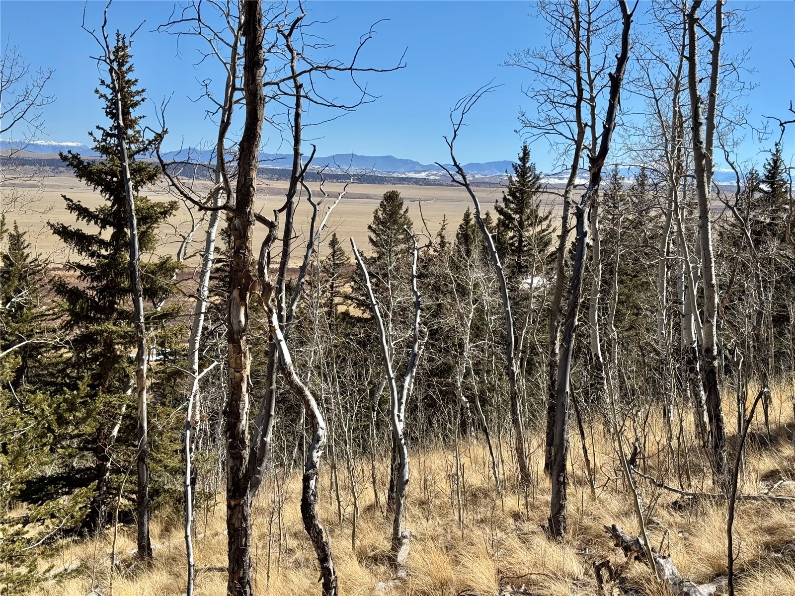 1872 High Creek Road Fairplay, CO 80440 - Photo 34 of 37 a view of a yard of the house