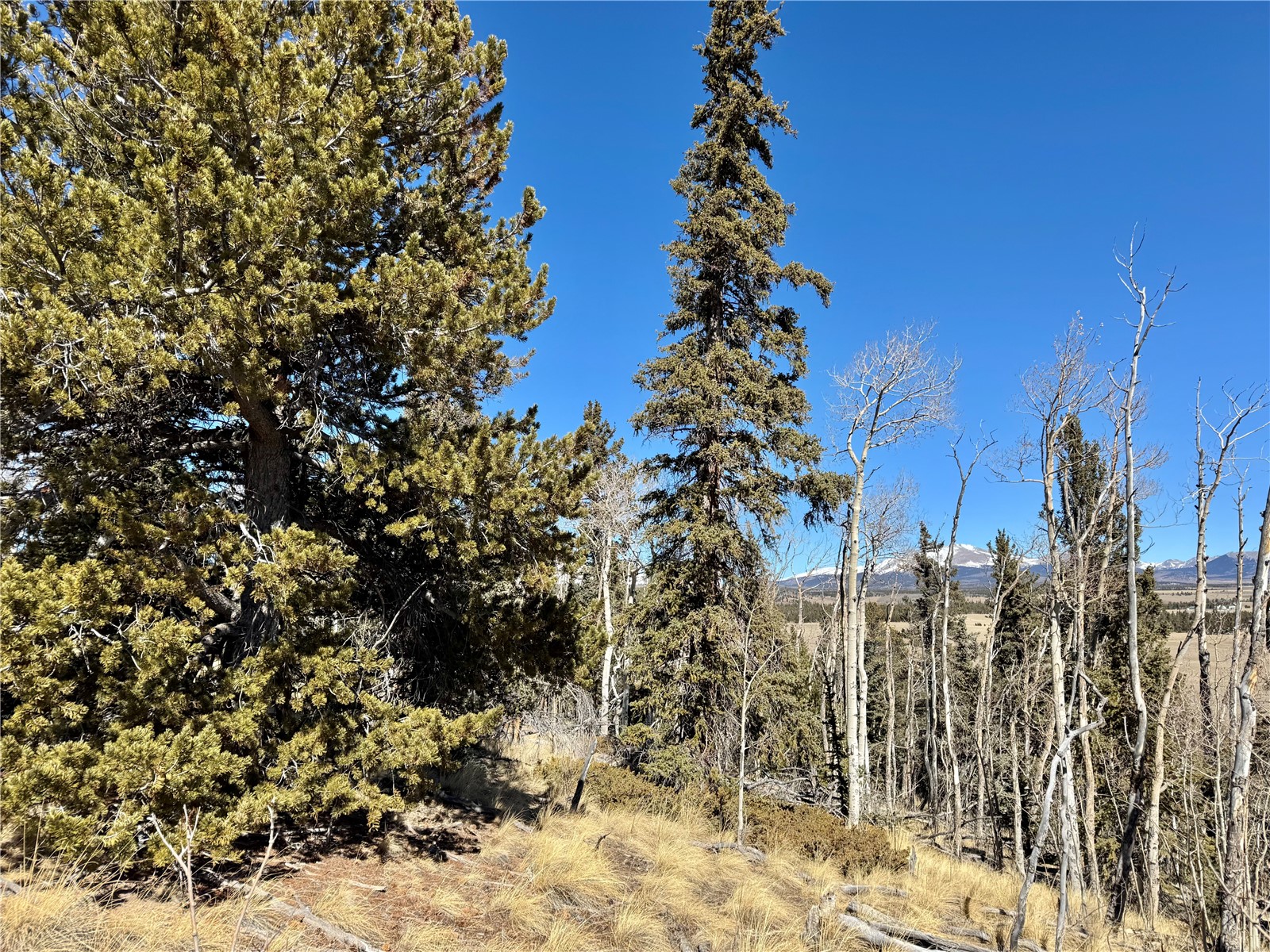 1872 High Creek Road Fairplay, CO 80440 - Photo 35 of 37 a view of a yard with a tree