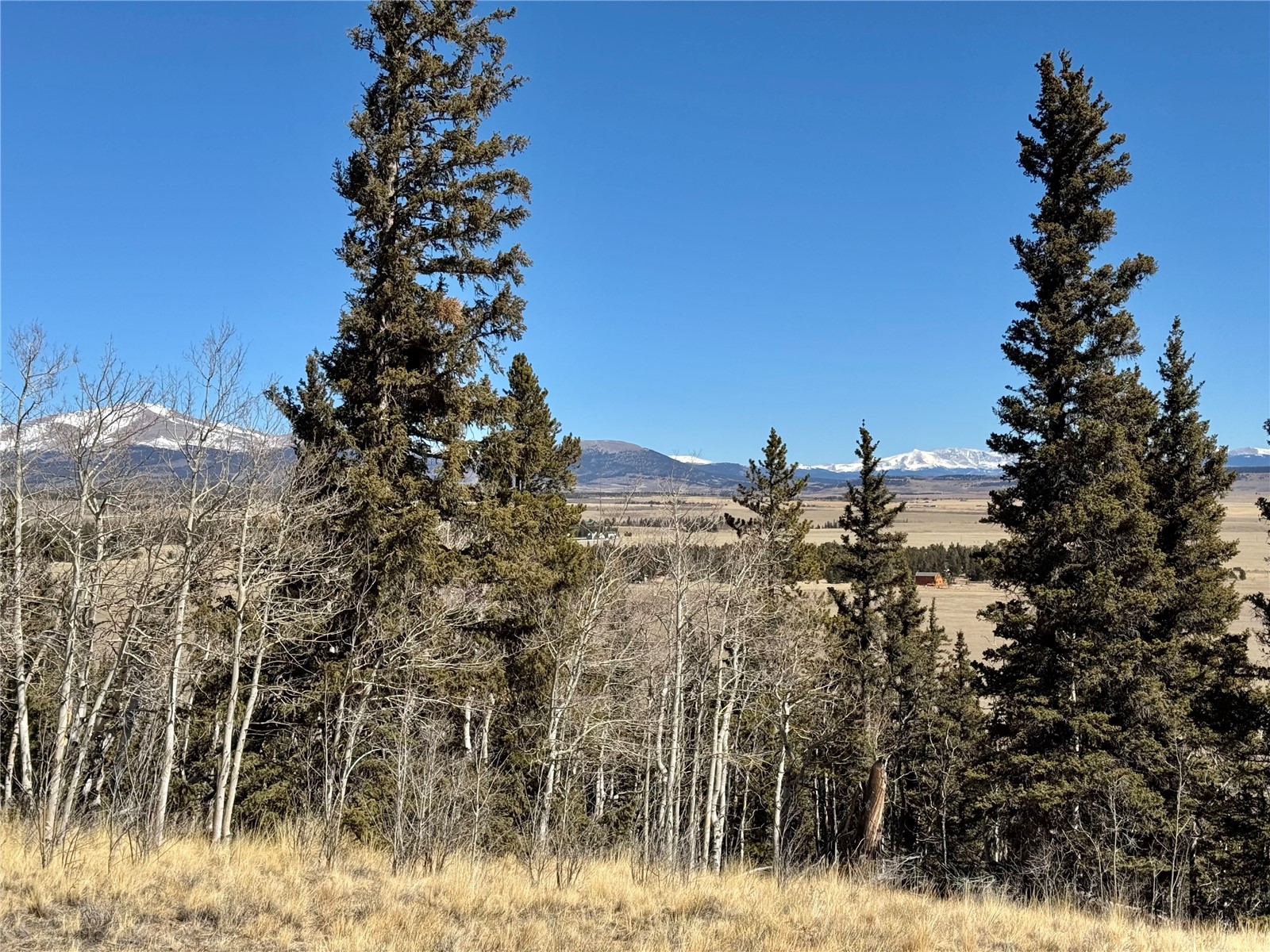 1872 High Creek Road Fairplay, CO 80440 - Photo 4 of 37 a view of a dry yard with lots of trees