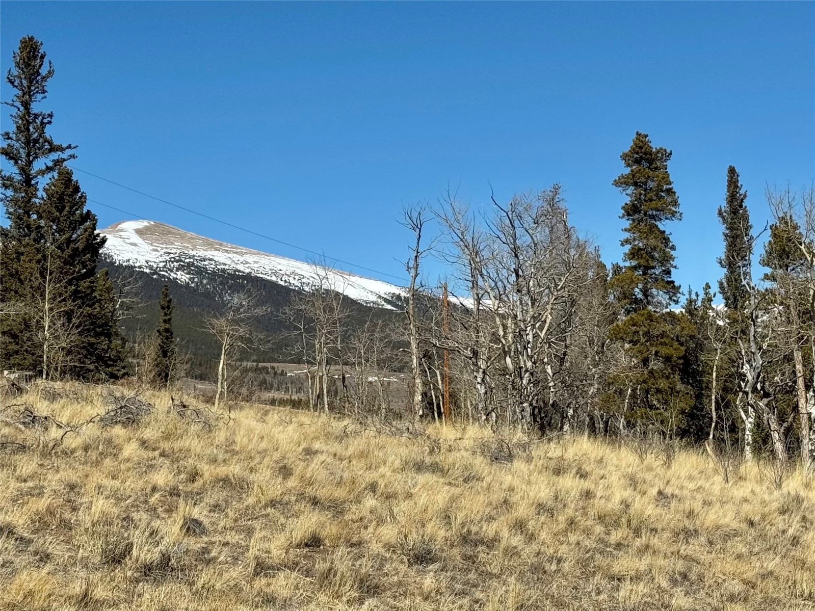 1872 High Creek Road Fairplay, CO 80440 - Photo 10 of 37 a view of a yard with a tree