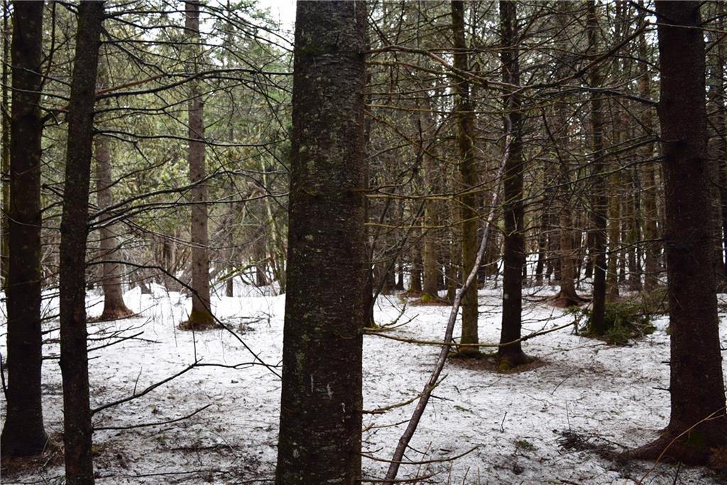 On Old Patten Road Island Falls, ME 04747 - Photo 6 of 19 Maine Land for Sale in Island Falls