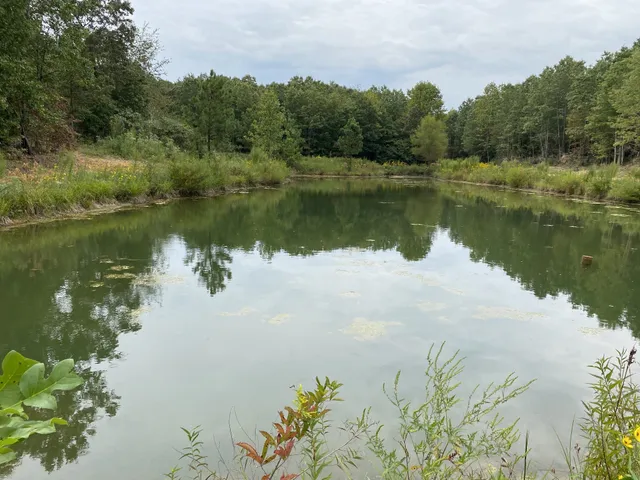 a view of a forest with trees in the background