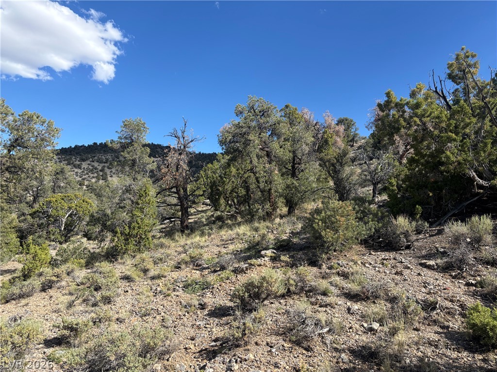 Off Of Lackawana Road Ely, NV 89301 - Photo 13 of 13 A natural landscape with diverse trees and scrub, offering scenic views and a tranquil environment.