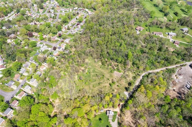 a view of a tree with a plant