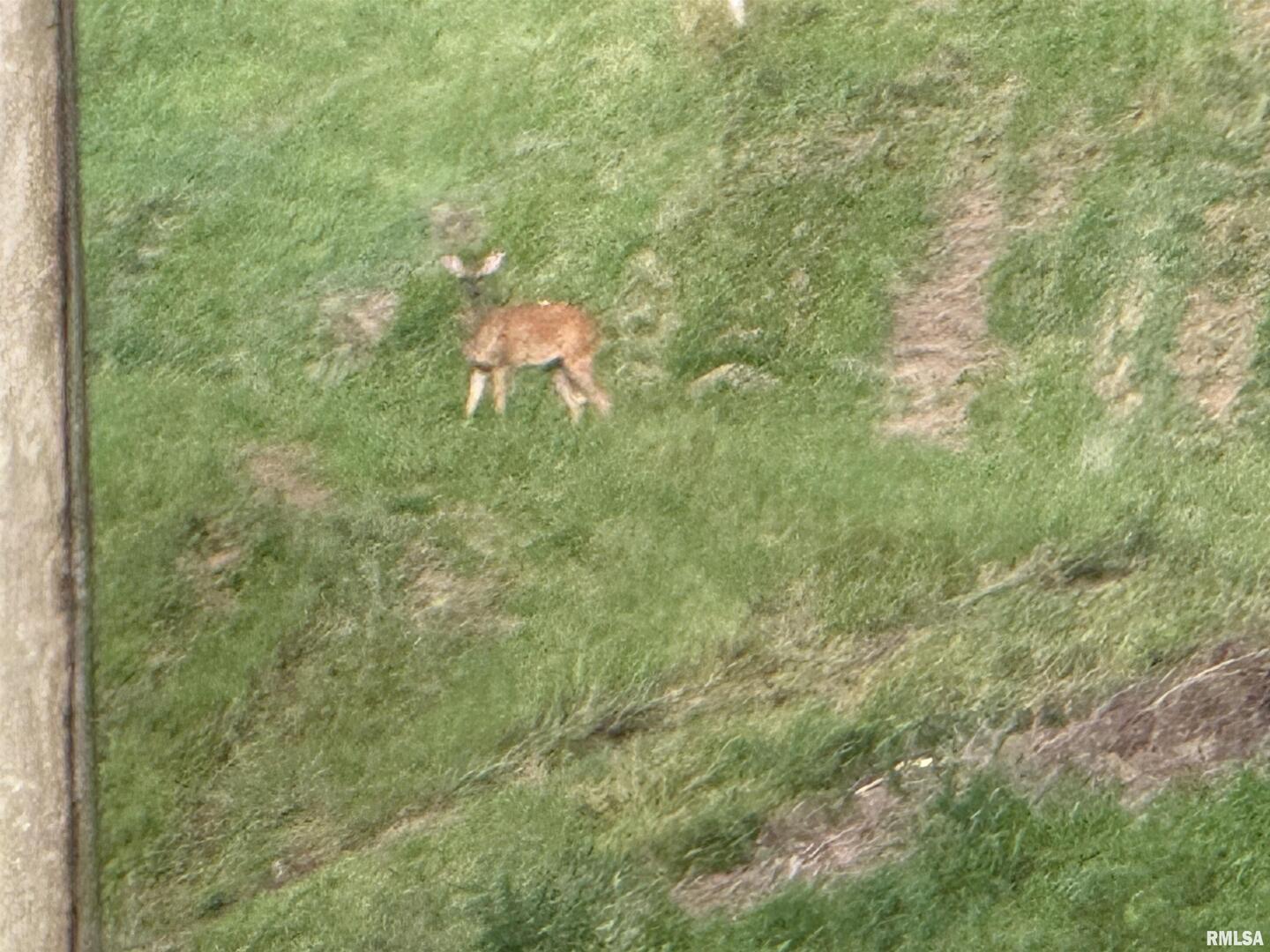 9049 Grassy Road Marion, IL 62959 - Photo 36 of 45 a view of a house with a lush green forest