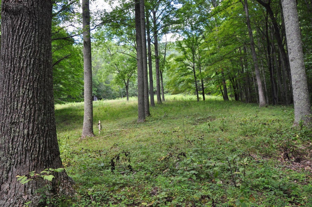 2438 Griffith Creek Road Alderson, WV 24910 - Photo 10 of 68 Gallery Image 10