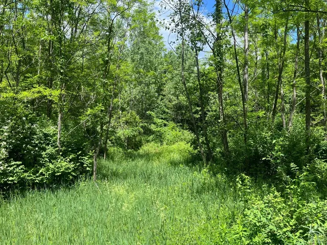 a view of a lush green space