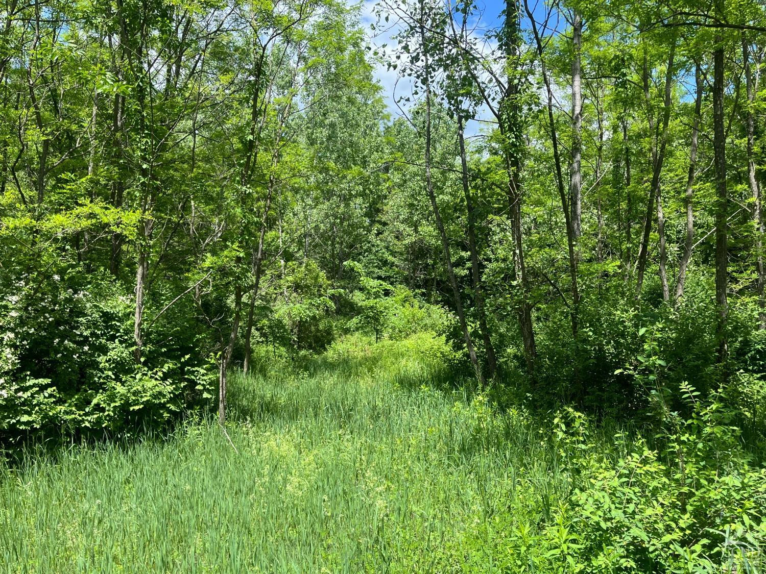 0 Lake Mills Road Cairo, NY 12413 - Photo 3 of 5 a view of a lush green space
