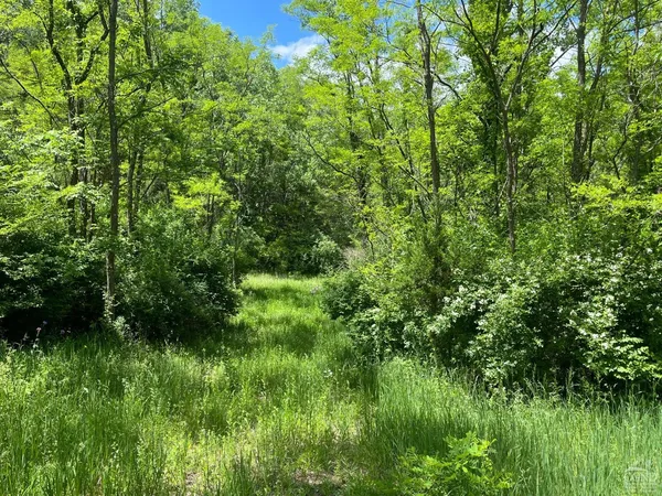 a view of a lush green space