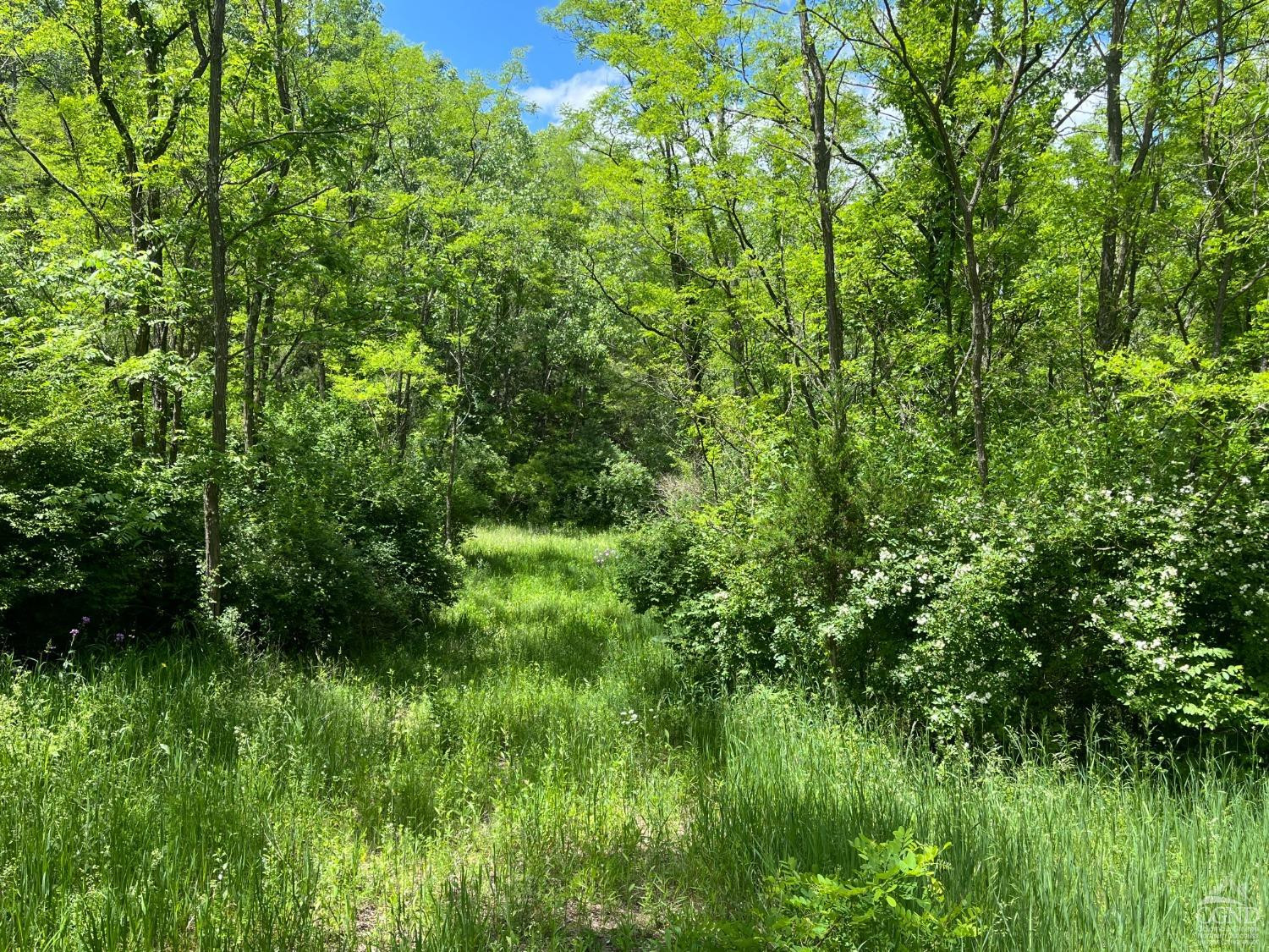 0 Lake Mills Road Cairo, NY 12413 - Photo 4 of 5 a view of a lush green space