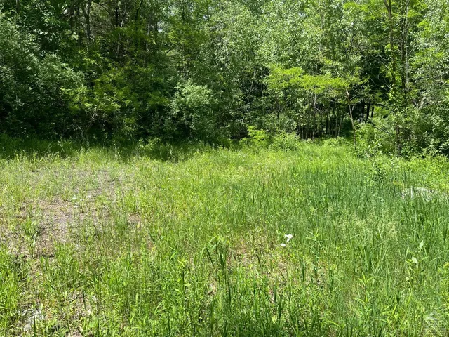 a close up of a plant in a garden