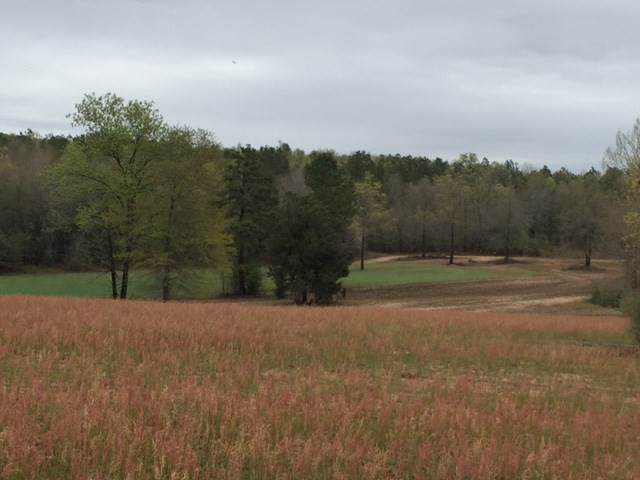 0 Deer Stand Road Wagener, SC 29164 - Photo 5 of 7