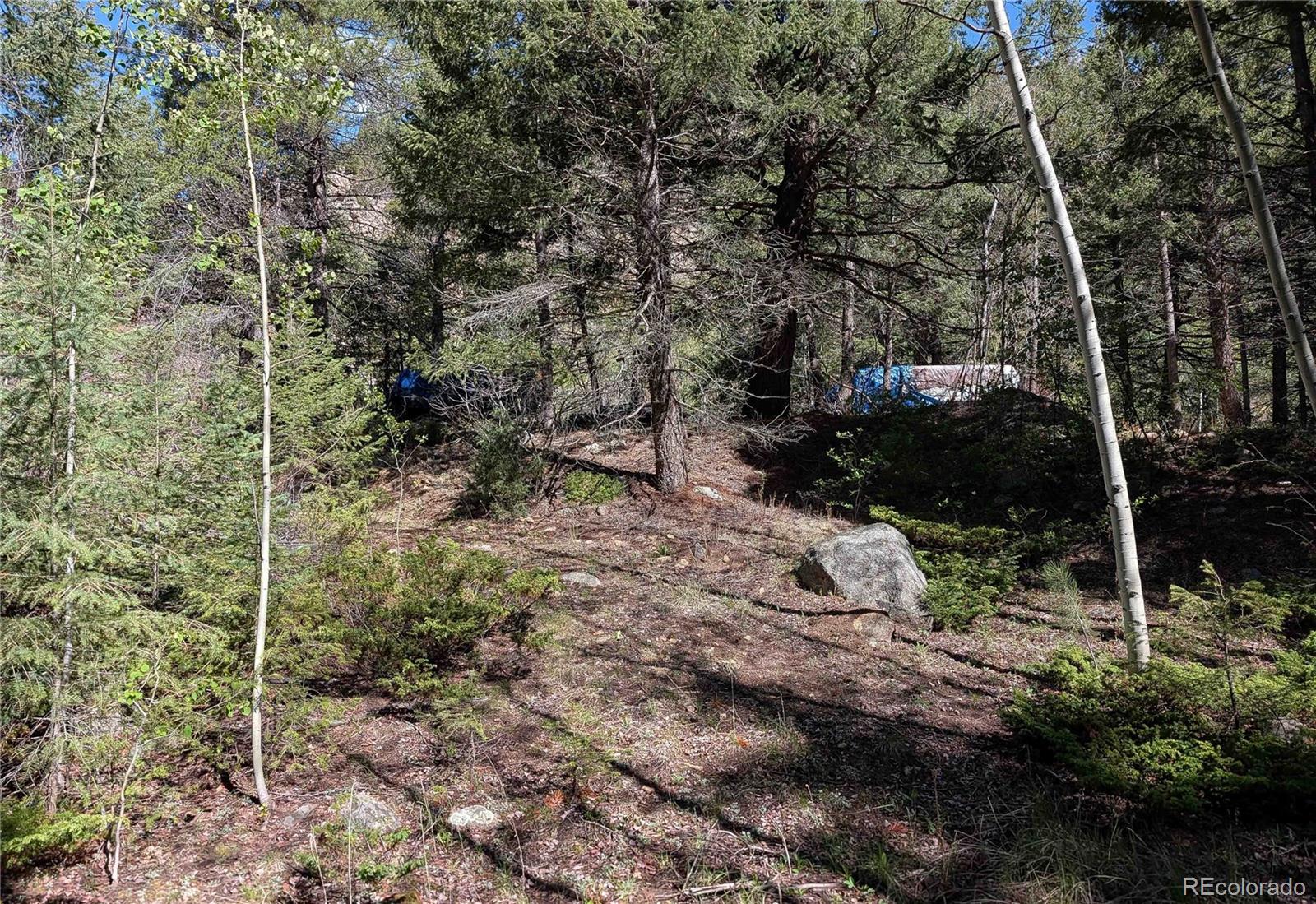 103 Cascade Creek Road Idaho Springs, CO 80452 - Photo 8 of 40 a view of a forest filled with trees