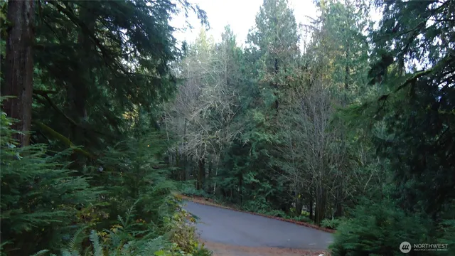 a view of a forest with trees in the background