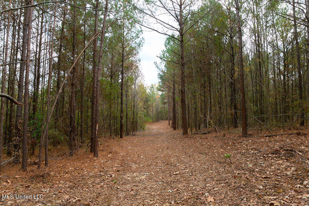 2 Trickhambridge Cove Brandon, MS 39042 - Photo 12 of 27 P1188335