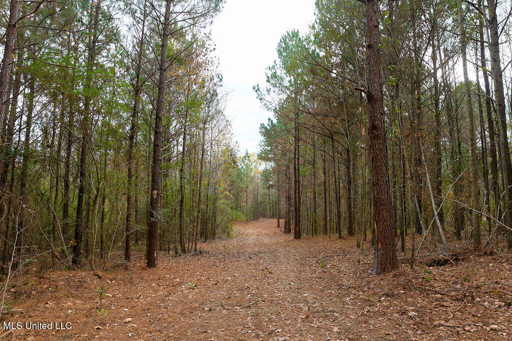 2 Trickhambridge Cove Brandon, MS 39042 - Photo 13 of 27 P1188336