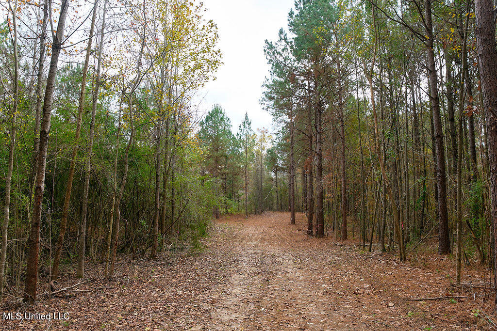 2 Trickhambridge Cove Brandon, MS 39042 - Photo 14 of 27 P1188337