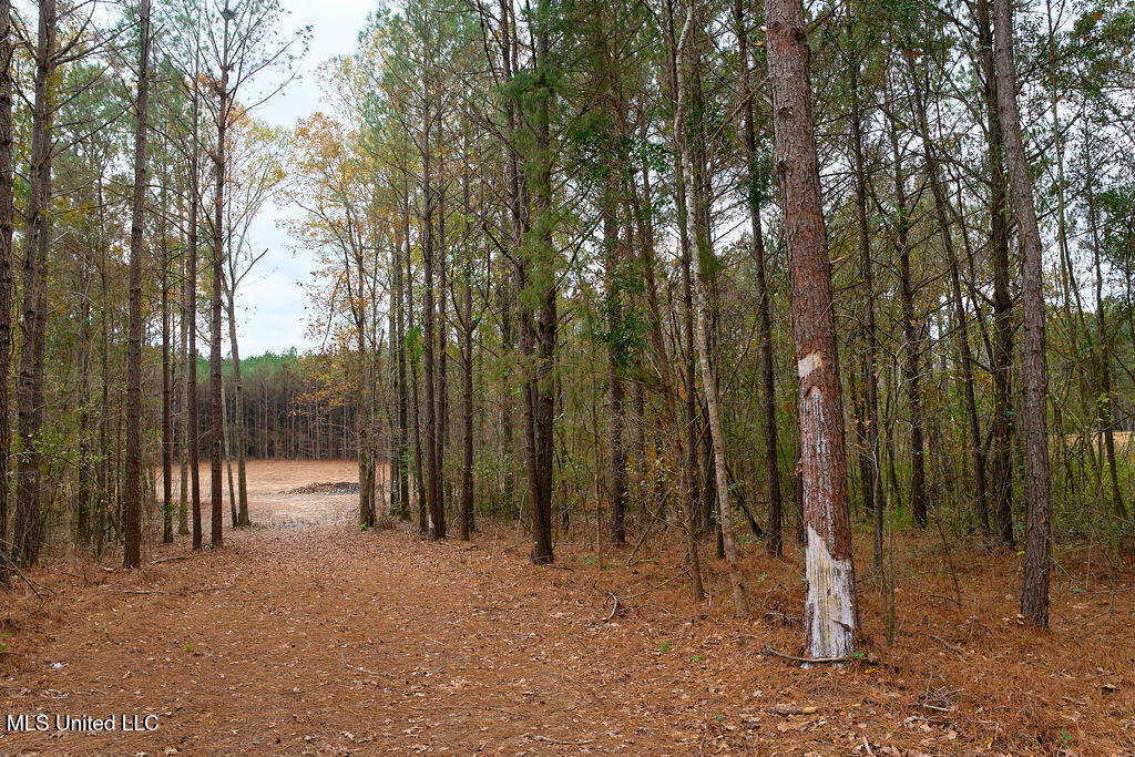 2 Trickhambridge Cove Brandon, MS 39042 - Photo 16 of 27 P1188339