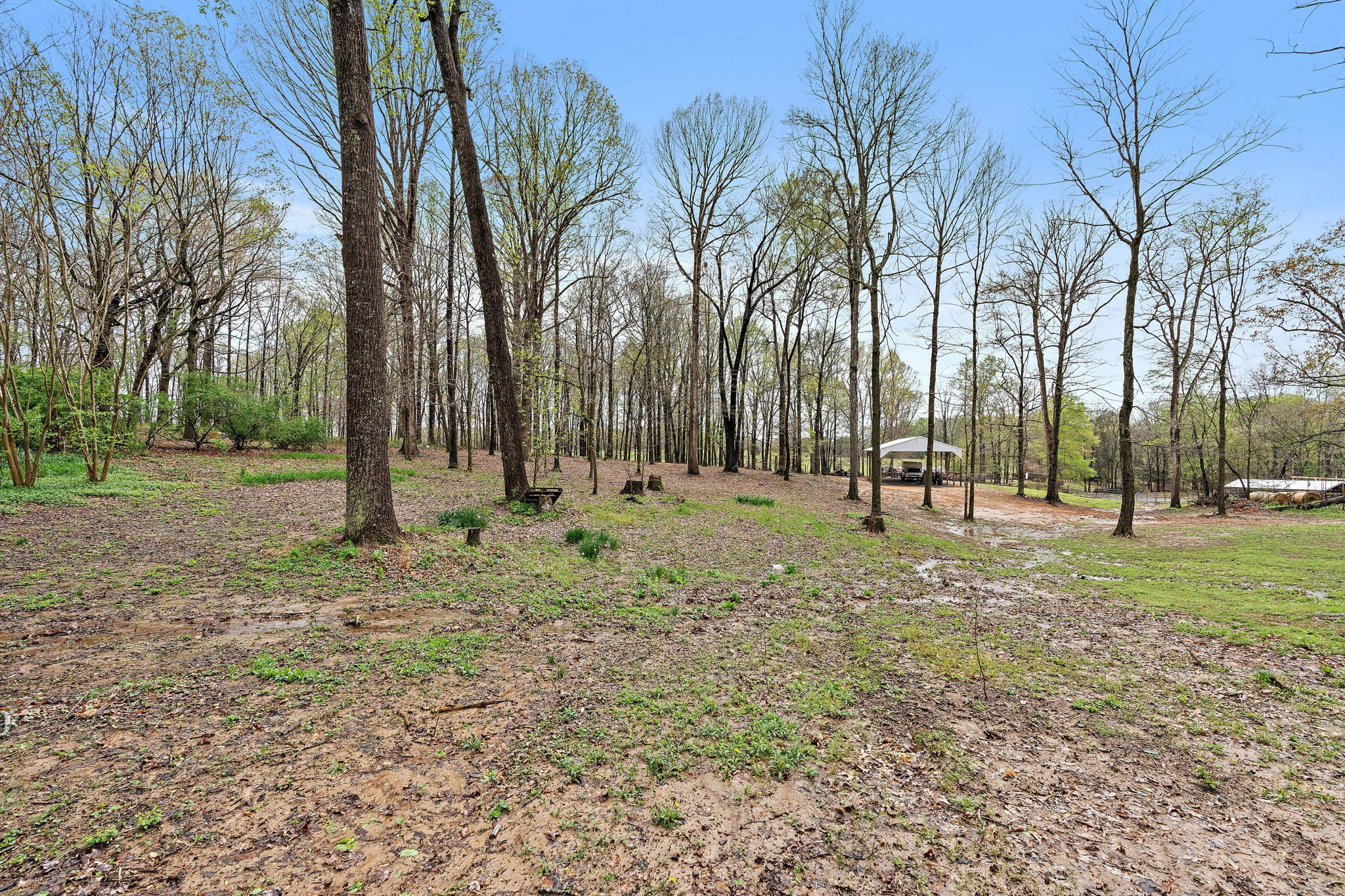 4233 Old Coopertown Road Springfield, TN 37172 - Photo 20 of 28 a view of yard with tree
