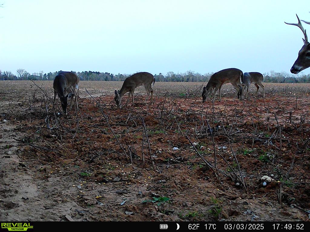 0 Macedonia Ch Road Columbia, AL 36319 - Photo 48 of 61