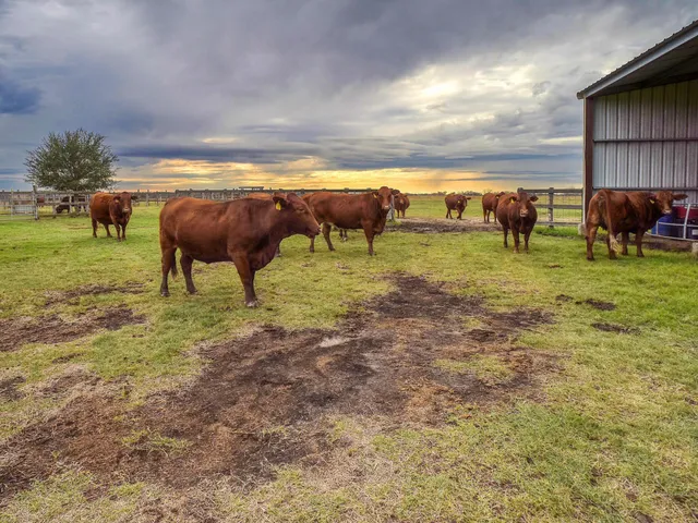 $1,790,000 | 198 County Road 310, Yoakum, TX 77995