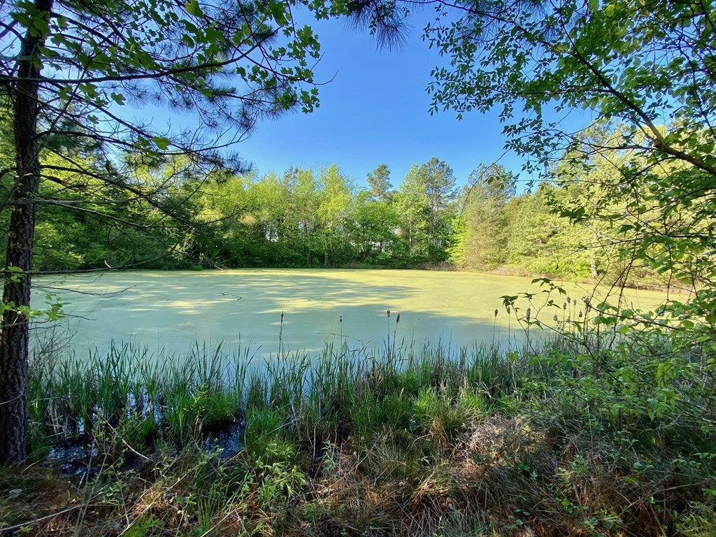539 Landfill Road Baskerville, VA 23915 - Photo 14 of 38 Pond