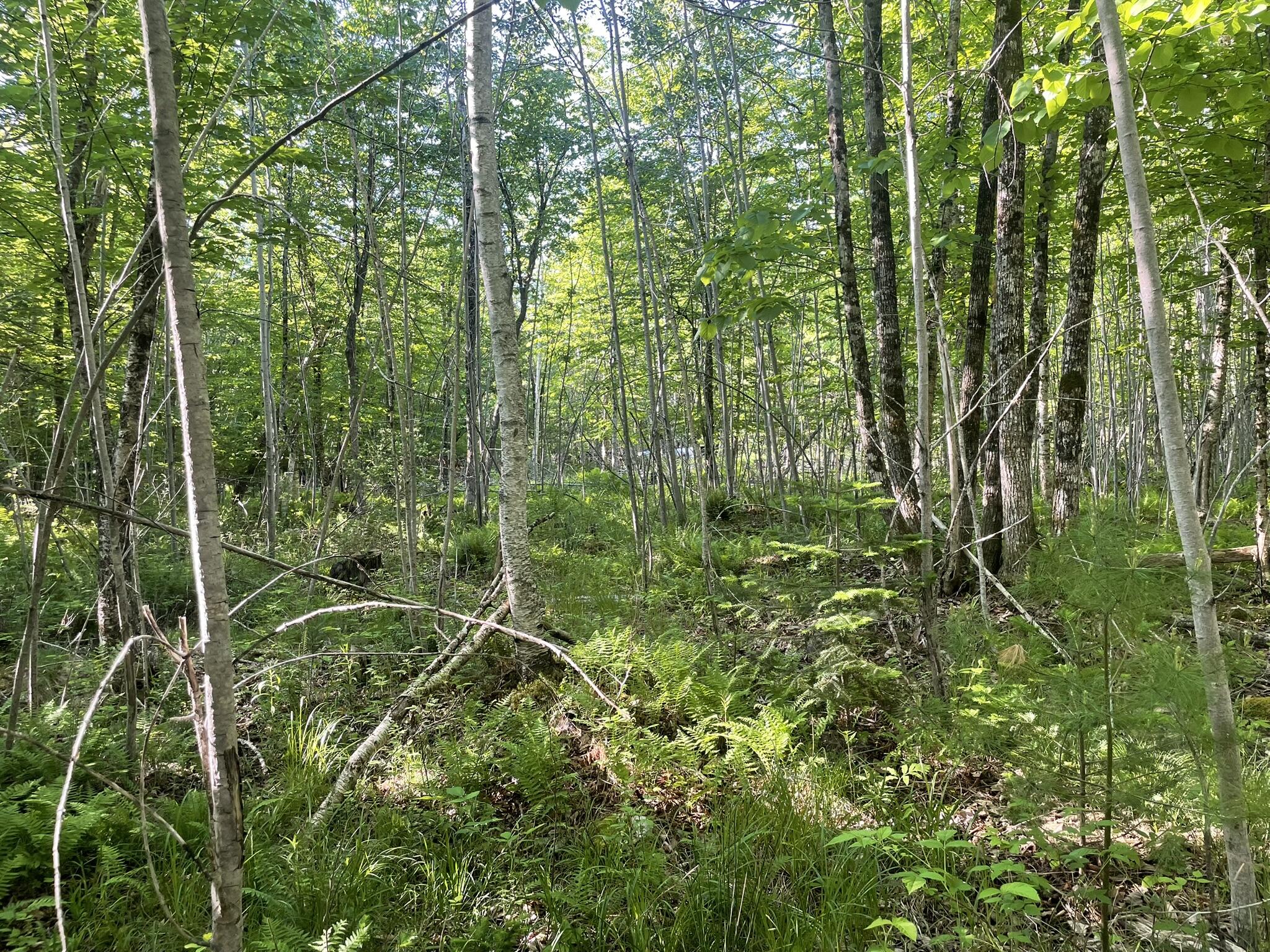 0 Macomber Road Readfield, ME 04355 - Photo 26 of 61 IMG_5661