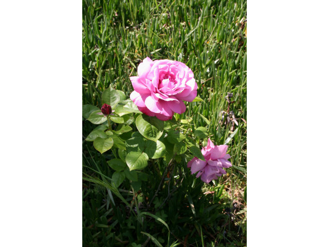 560 Lewis Road Watsonville, CA 95076 - Photo 11 of 25 Gallery Image 11