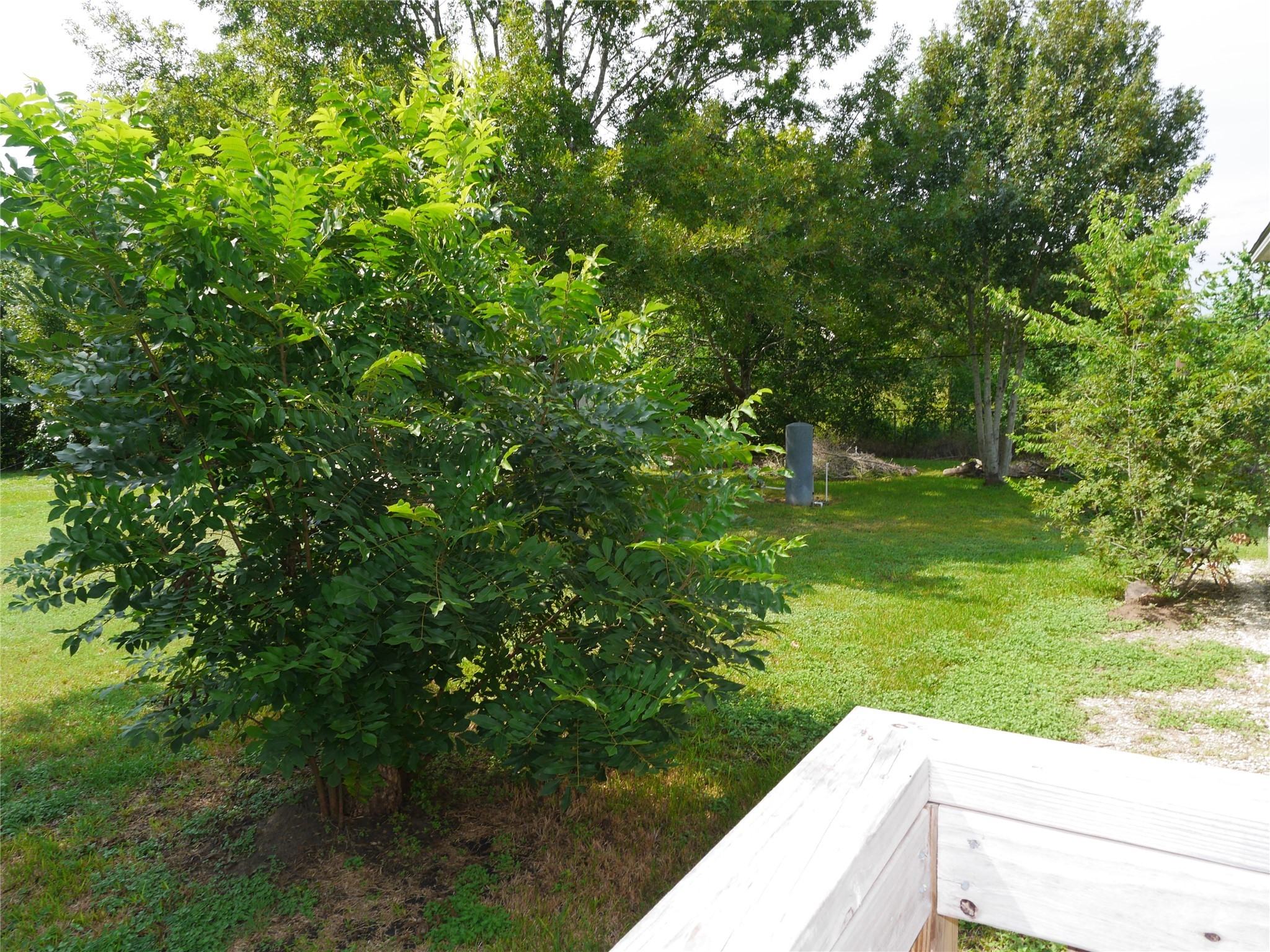 16020 1/2 Sam Brookins Street Sugar Land, TX 77498 - Photo 14 of 23 a view of backyard with green space