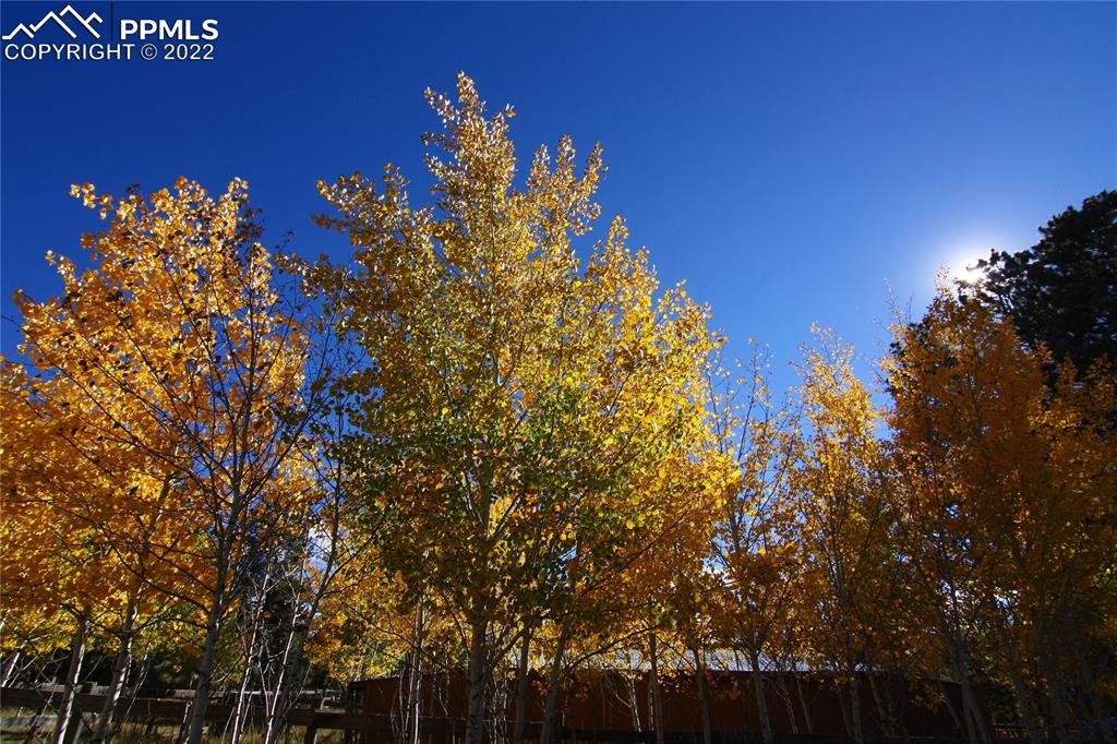 12 Ridge Drive Divide, CO 80814 - Photo 49 of 49 a view of a tree with a tree in front of it