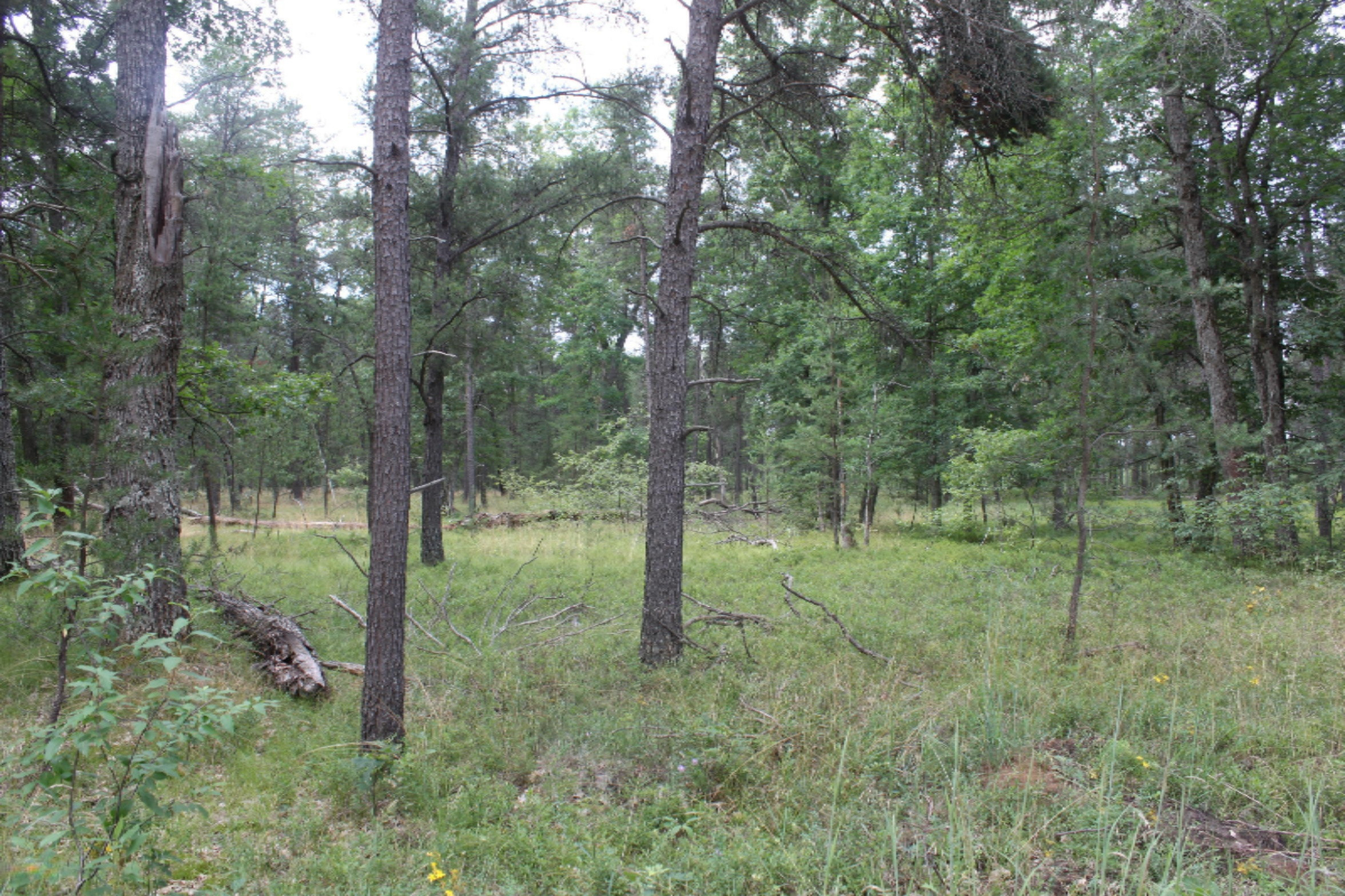 2 10 Mile Road Irons, MI 49644 - Photo 3 of 4 IMG_8270