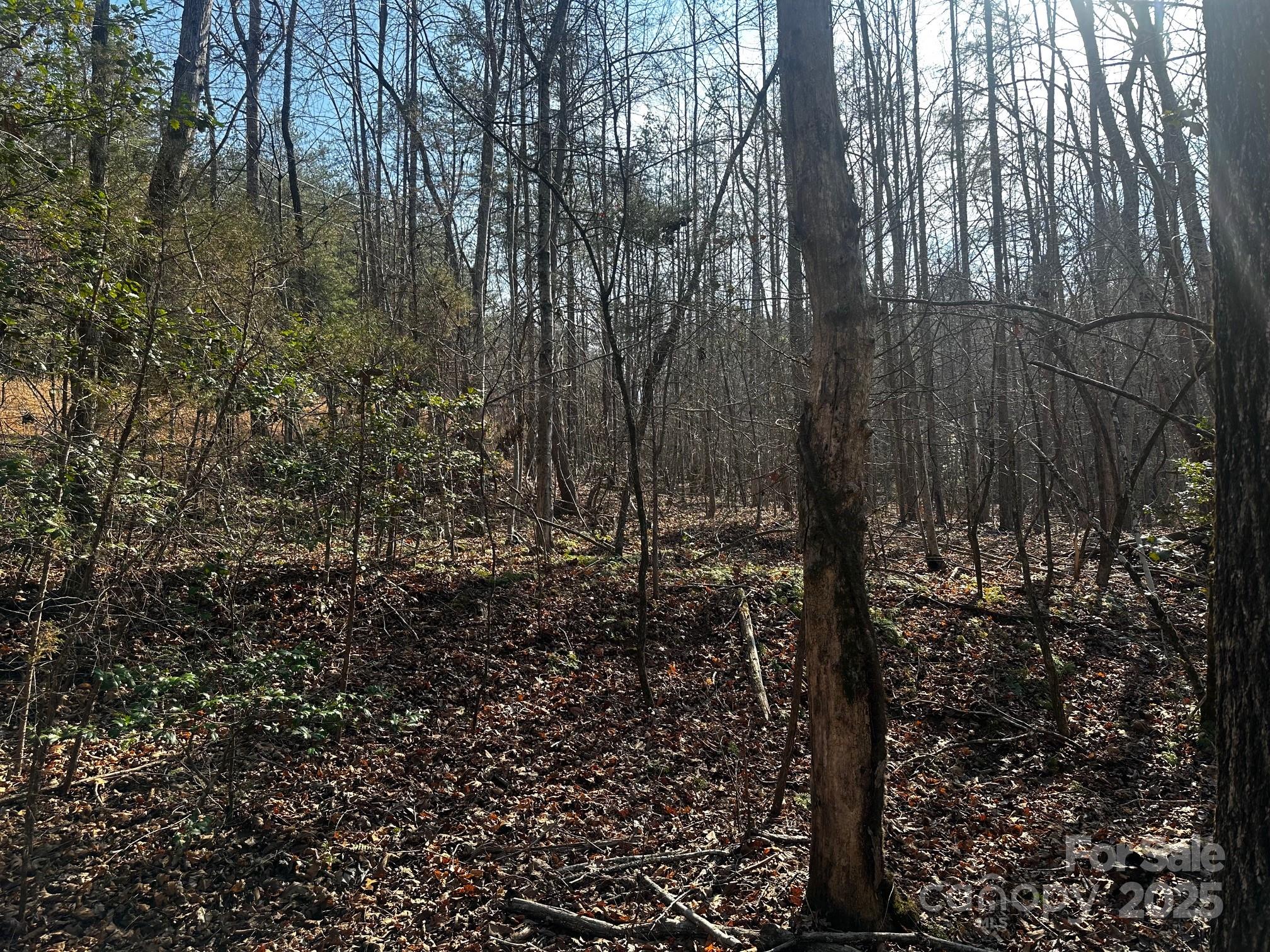 0 Grassy Knob Road Rutherfordton, NC 28139 - Photo 11 of 15