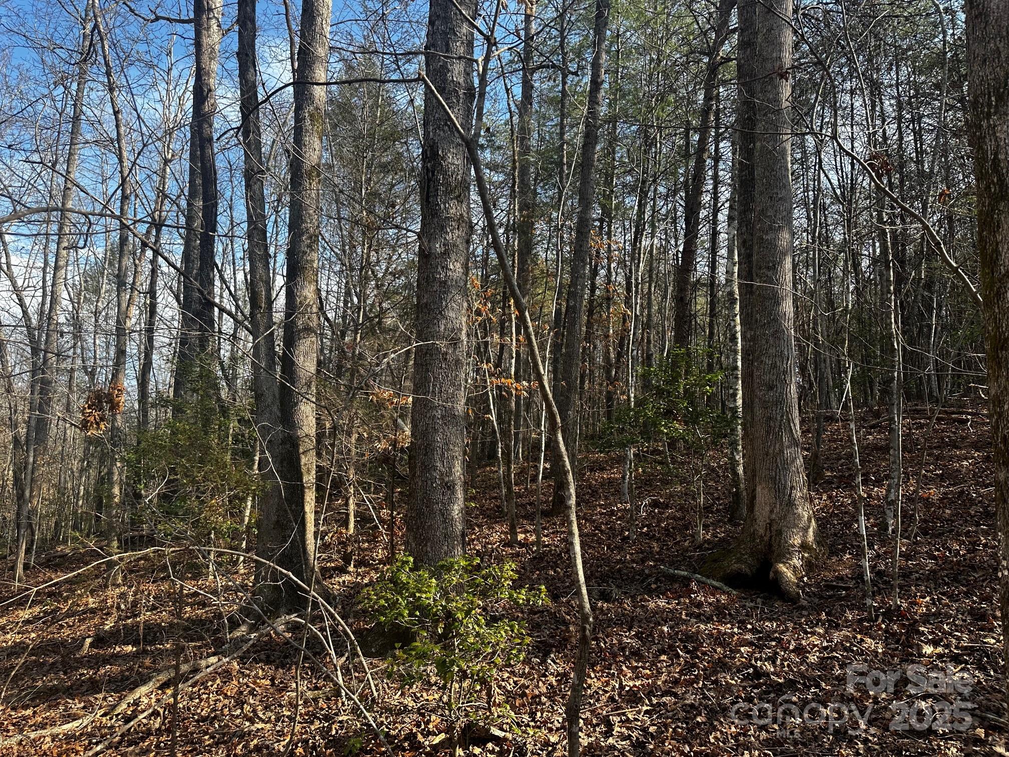 0 Grassy Knob Road Rutherfordton, NC 28139 - Photo 12 of 15