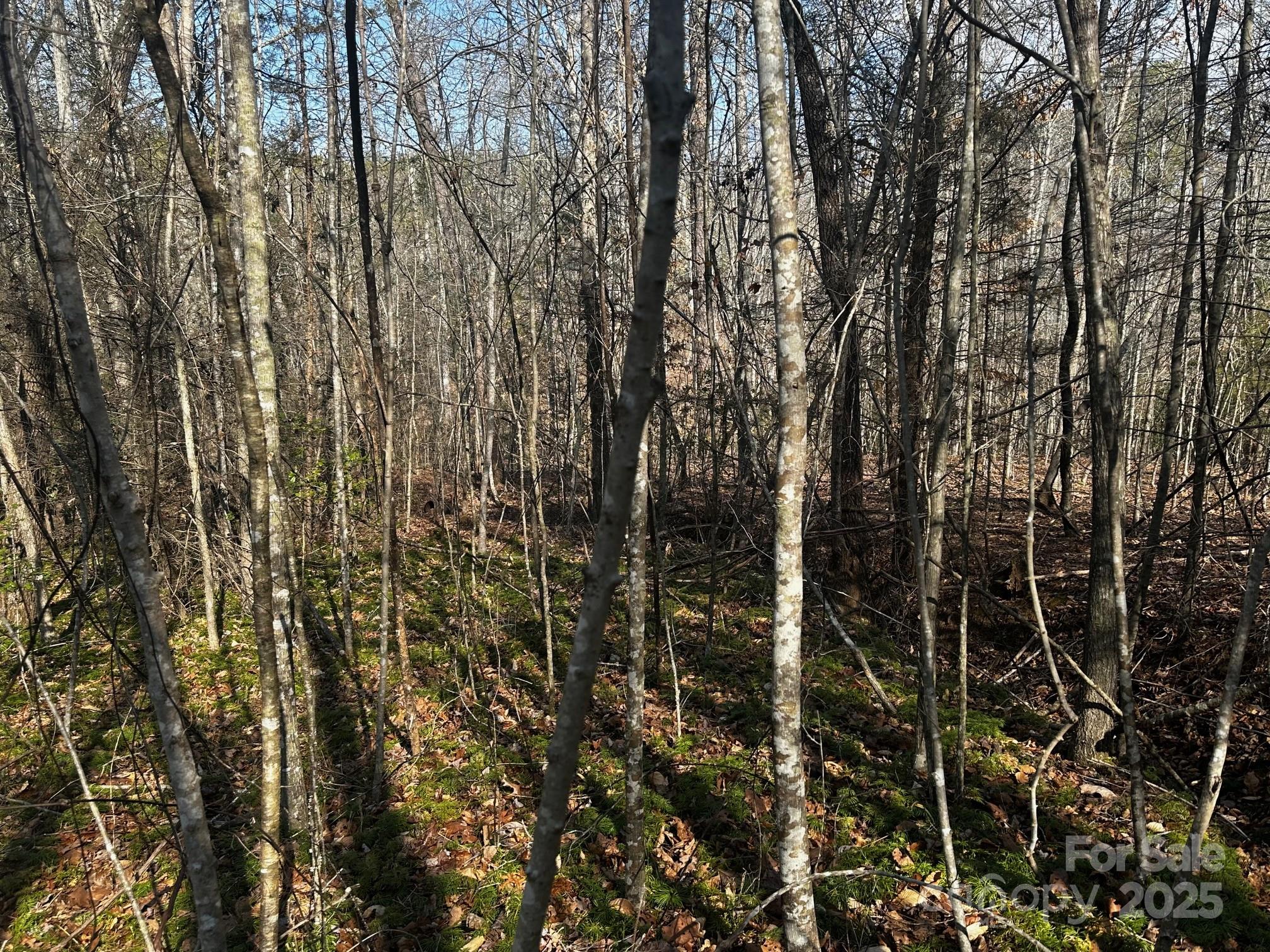 0 Grassy Knob Road Rutherfordton, NC 28139 - Photo 13 of 15