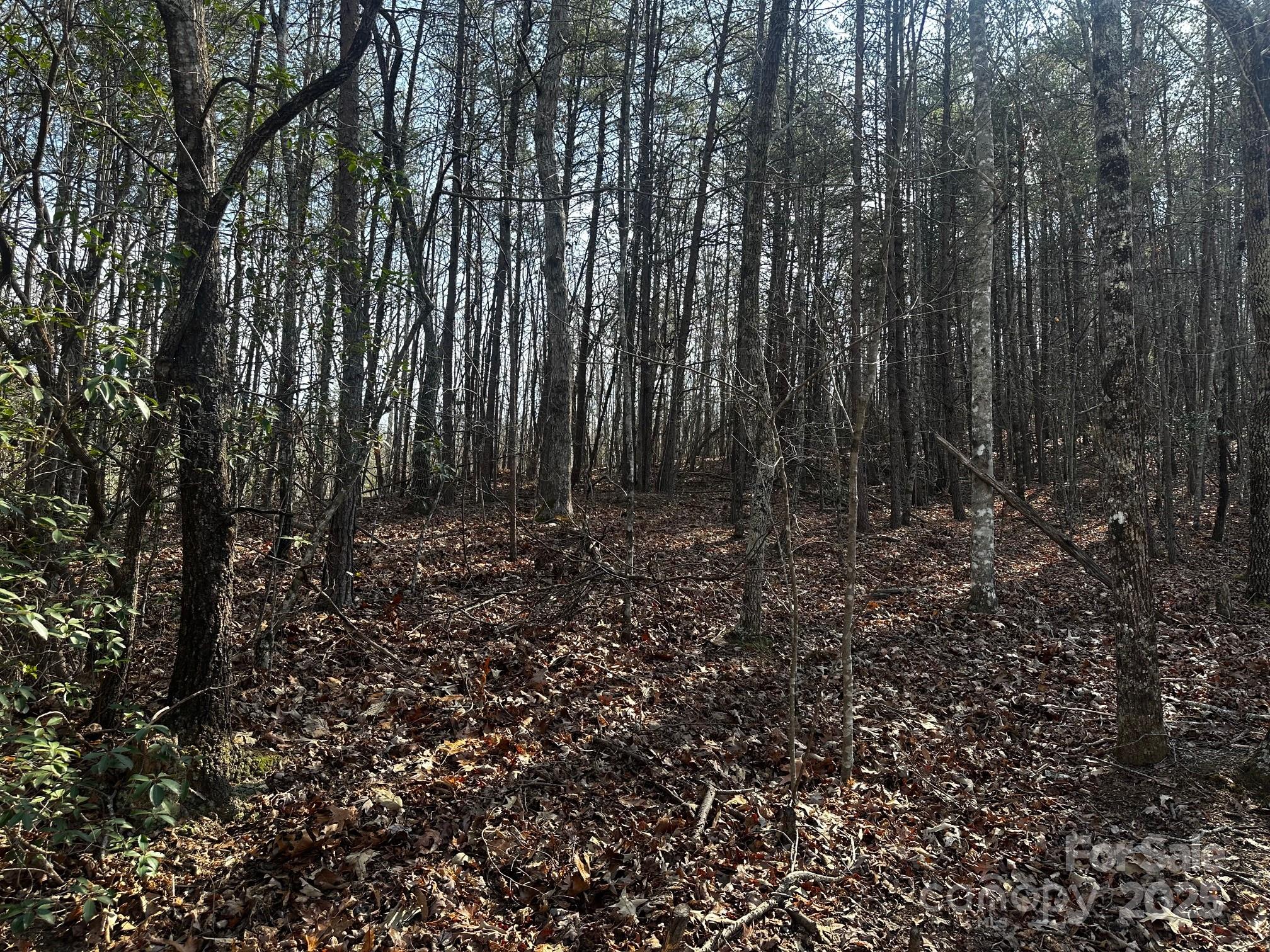 0 Grassy Knob Road Rutherfordton, NC 28139 - Photo 3 of 15